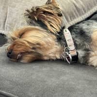 Sitter Profile Image: Ana H.