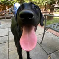 Sitter Profile Image: Ariel H.