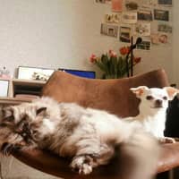 Sitterprofilbild: Jingran H.