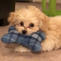 Sitter Profile Image: Chatavia B.