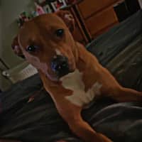Sitter Profile Image: Mykal V.