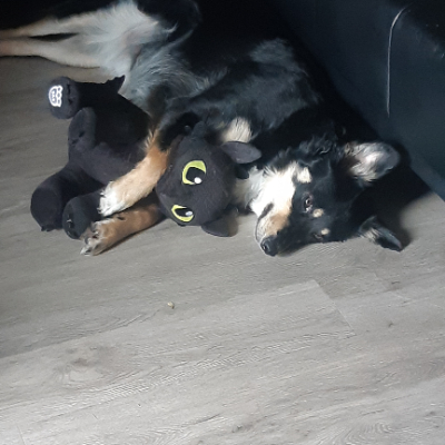 dog day care didsbury