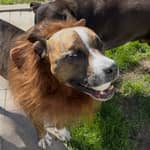 Sitter Profile Image: Nick H.