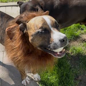 Sitter Profile Image: Nick H.