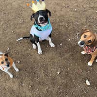 Sitter Profile Image: Alexis B.