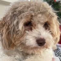 Sitter Profile Image: Wei L.