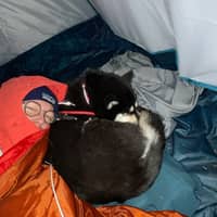 Photo de profil du pet sitter : tiphaine a.