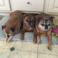 Sitter Profile Image: Cassey S.