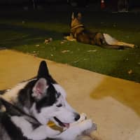 Sitter Profile Image: Roberto I.