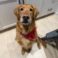 Sitter Profile Image: Lacey I.