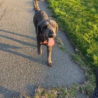 Sitter Profile Image: Rachelle A.