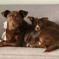 Sitter Profile Image: Suzanne L.