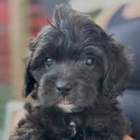 Passarens profilbild: Malla W.