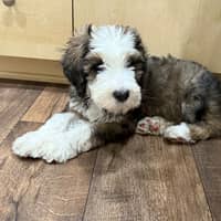 Sitter Profile Image: Tiffany W.