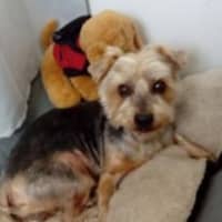 Photo de profil du pet sitter : sabrina s.