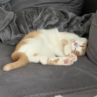 Sitterprofilbild: Lisbet K.