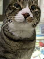 Sitterprofilbild: Chenxiao X.