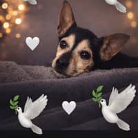 Sitterprofilbild: Coralie B.