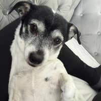 Sitter Profile Image: YU SHAN P.