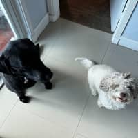 Sitter Profile Image: Janet R.