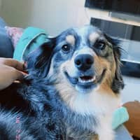 Sitter Profile Image: Maira O.