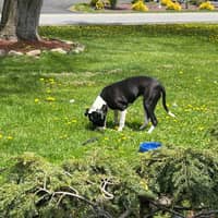 Sitter Profile Image: Sharon W.