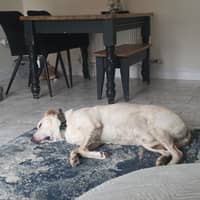 Sitter Profile Image: Sophie R.