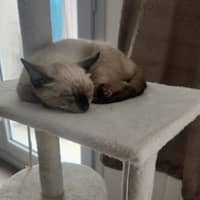 Photo de profil du pet sitter : Morgane P.