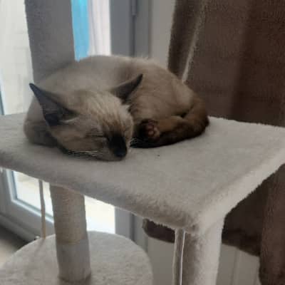 Photo de profil du pet sitter : Morgane P.