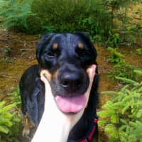 Photo de profil du pet sitter : Jodie F.