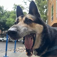 Sitter Profile Image: Sophia K.