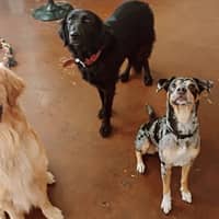 Sitter Profile Image: Gina F.