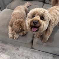 Sitter Profile Image: Sophia M.