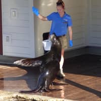 Sitter Profile Image: Caitlin D.