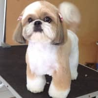 Sitter Profile Image: Sean C.