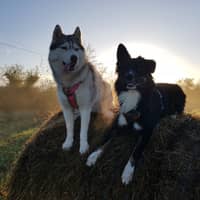 Photo de profil du pet sitter : Stéphanie B.