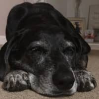 Sitter Profile Image: Joseph & Liz C.