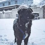 Sitter Profile Image: Pete L.