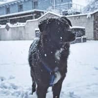 Sitter Profile Image: Pete L.