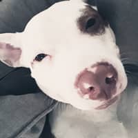 Sitter Profile Image: Christina L.