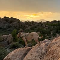 Sitter Profile Image: Malissa C.