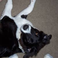 Sitter Profile Image: Kayla B.