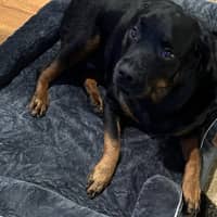 Sitter Profile Image: Deannine L.