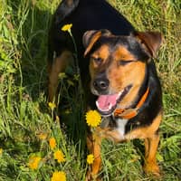 Sitter Profile Image: Preeti R.