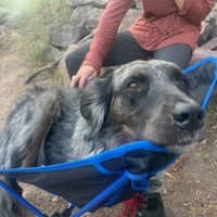 Sitter Profile Image: Giovanna S.