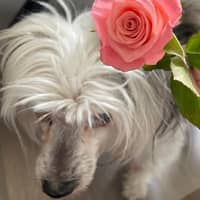 Profielfoto oppas: Elena W.