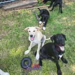 Sitter Profile Image: Nate M.