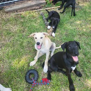 Sitter Profile Image: Nate M.