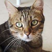 Photo de profil du pet sitter : Jessica O.
