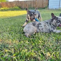 Sitter Profile Image: Chase V.